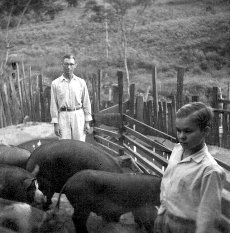 Sr. Hamilton e o filho Leoci cuidando dos porcos.