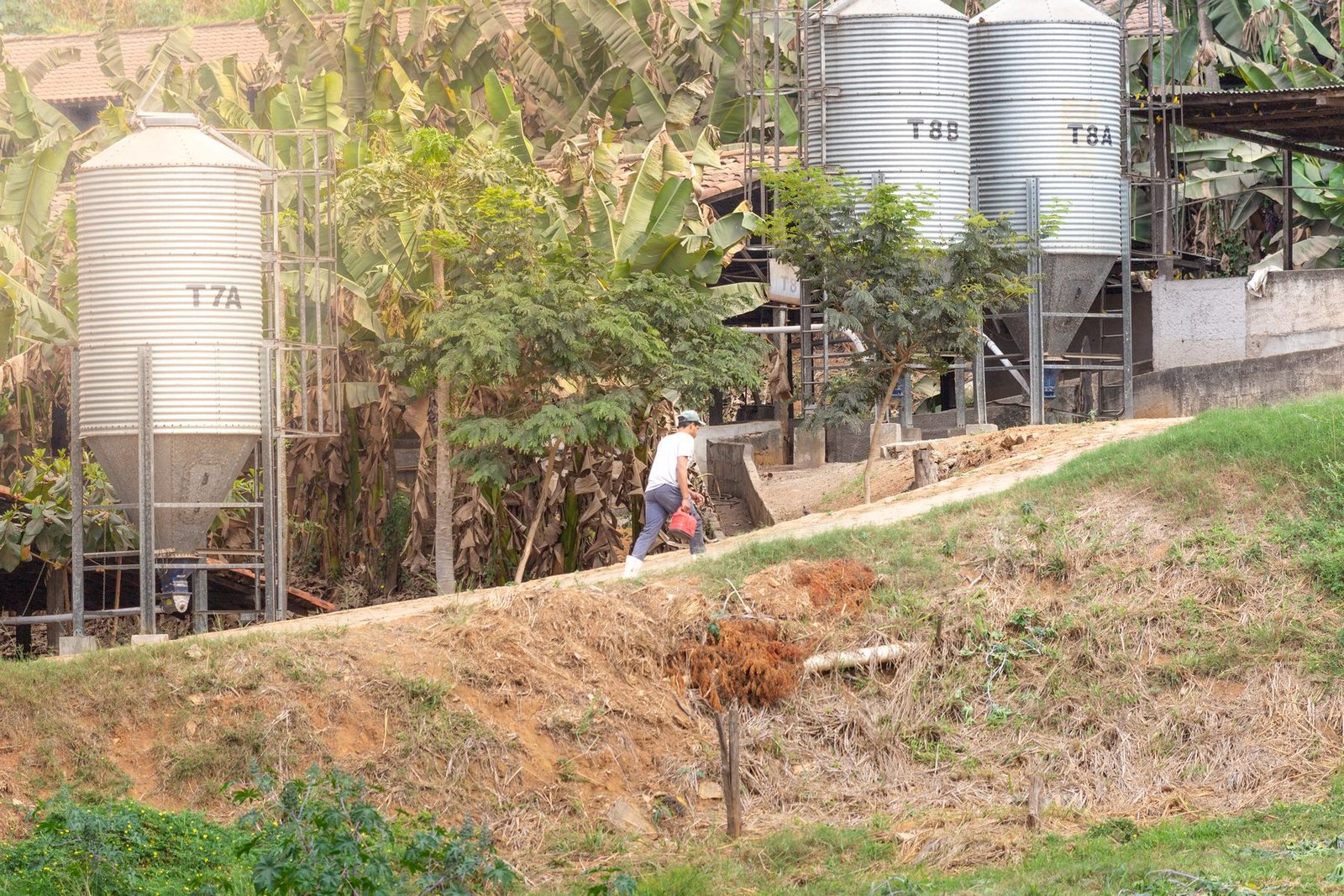 Silos de ração junto às granjas, entre a vegetação da fazenda.