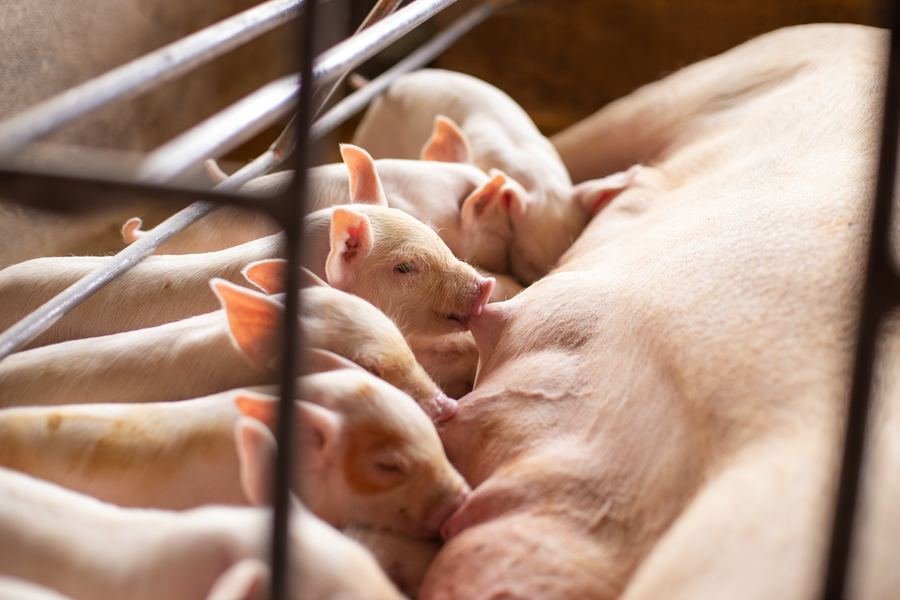 Leitões mamando na maternidade.