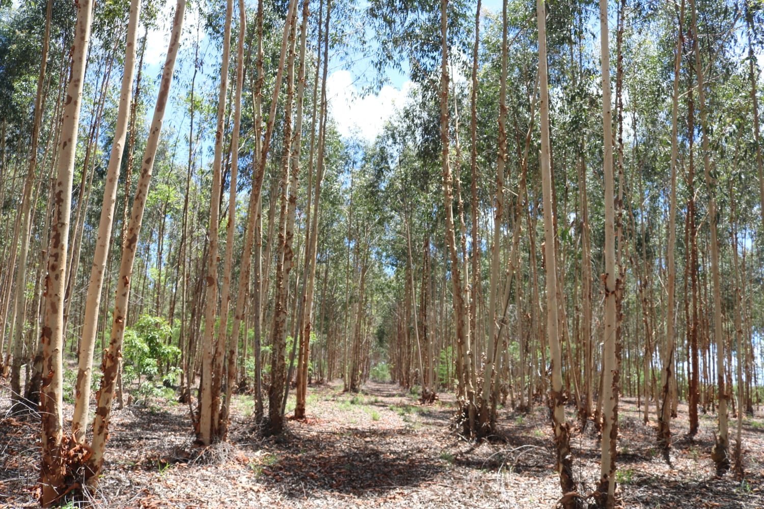 Interior da floresta de eucalipto plantada pelo Grupo ARO para compensação de carbono.